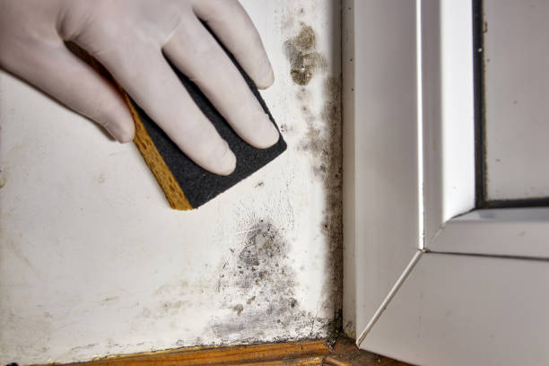Best Black Mold Removal  in Portland, TN